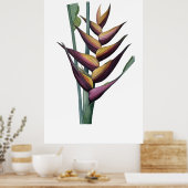 QUALITÄTSDruck für Heliconia Poster (Küche)