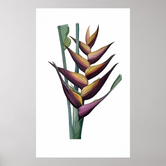 QUALITÄTSDruck für Heliconia Poster (Vorne)
