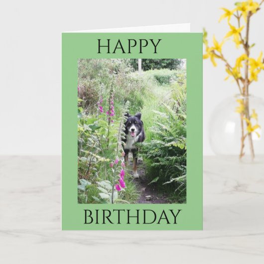 Qualitätskarte "Happy Birthday" Collie and Foxhand Karte (Gelbe Blume)