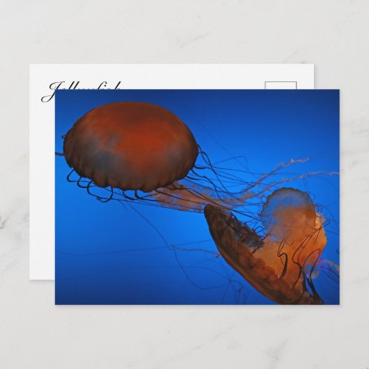 Qualle #2 postkarte (Vorne/Hinten)