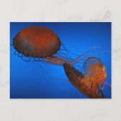 Qualle #2 postkarte (Vorderseite)