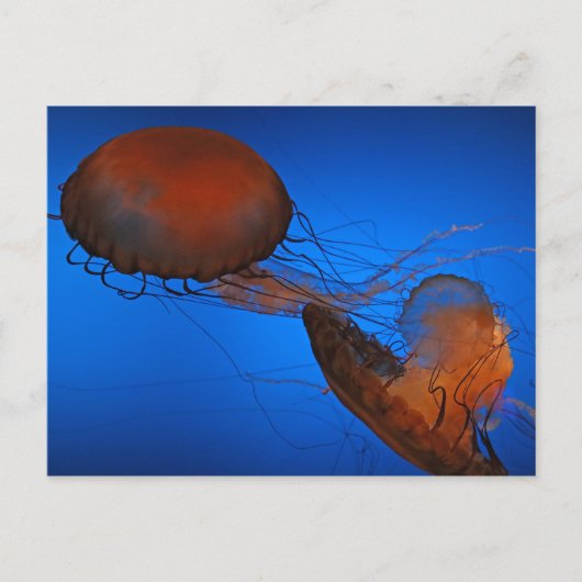 Qualle #2 postkarte (Vorderseite)