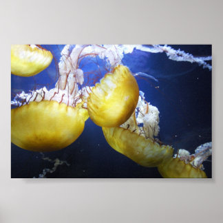 Qualle Behalte nur schwimmen Poster