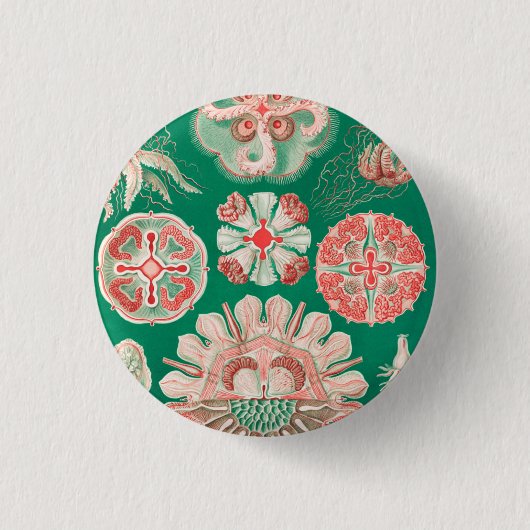 Qualle, Discomedusae von Ernst Haeckel Button (Vorderseite)