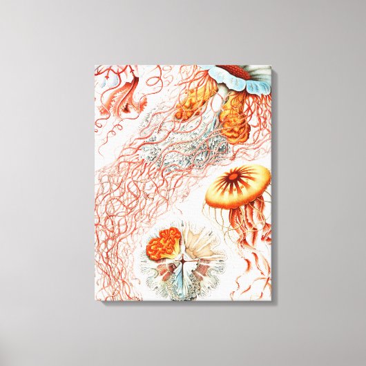 Qualle, Discomedusae von Ernst Haeckel Leinwanddruck (Vorderseite)