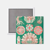 Qualle, Discomedusae von Ernst Haeckel Magnet (Vorderseite/Rückseite)