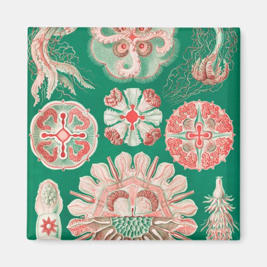 Qualle, Discomedusae von Ernst Haeckel Magnet (Vorne)