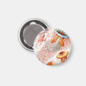 Qualle, Discomedusae von Ernst Haeckel Magnet (Vorderseite/Rückseite)