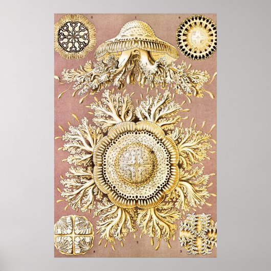 Qualle, Discomedusae von Ernst Haeckel Poster (Vorne)