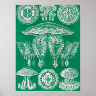 Qualle, Discomedusae von Ernst Haeckel Poster