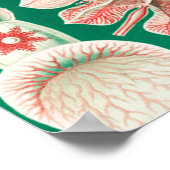 Qualle, Discomedusae von Ernst Haeckel Poster (Ecke)