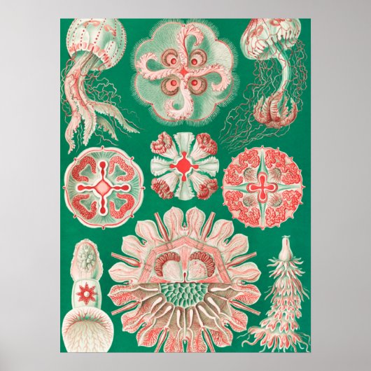 Qualle, Discomedusae von Ernst Haeckel Poster (Vorne)