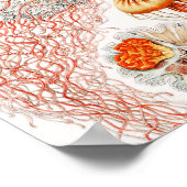 Qualle, Discomedusae von Ernst Haeckel Poster (Ecke)