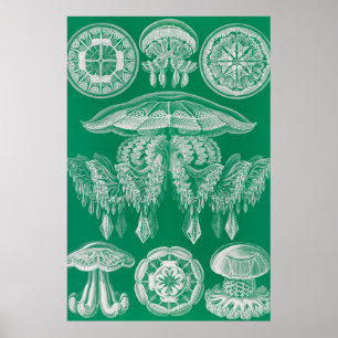 Qualle, Discomedusae von Ernst Haeckel Poster