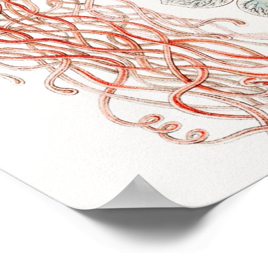 Qualle, Discomedusae von Ernst Haeckel Poster (Ecke)