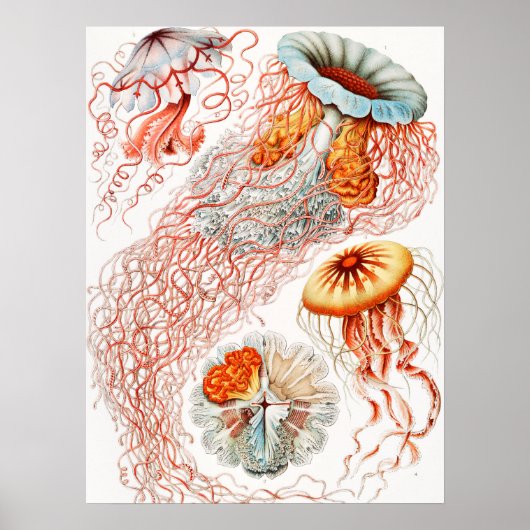 Qualle, Discomedusae von Ernst Haeckel Poster (Vorne)