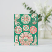 Qualle, Discomedusae von Ernst Haeckel Postkarte (Stehend Vorderseite)