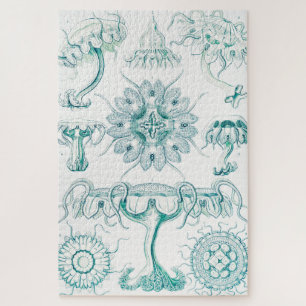 Qualle, Discomedusae von Ernst Haeckel Puzzle