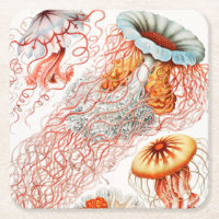 Qualle, Discomedusae von Ernst Haeckel
