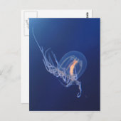 Qualle Postkarte (Vorne/Hinten)