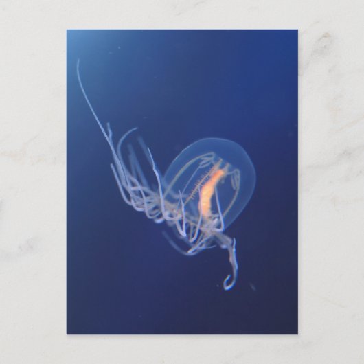 Qualle Postkarte (Vorderseite)