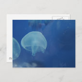 Qualle Postkarte (Vorne/Hinten)