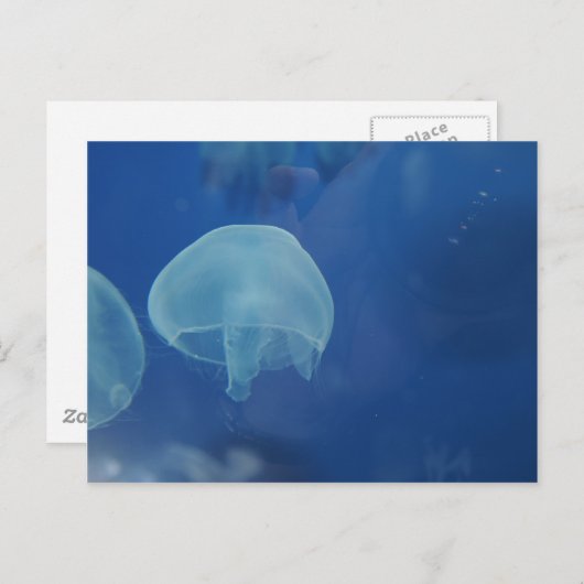Qualle Postkarte (Vorne/Hinten)