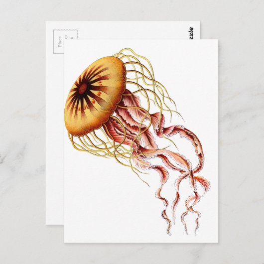 Qualle Postkarte (Vorne/Hinten)