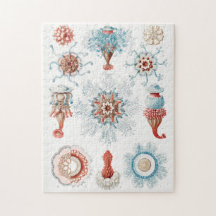 Qualle, Seeteufel, Siphonophorae Staatsquallen Puzzle