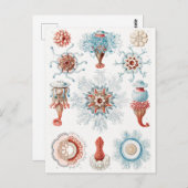 Qualle, Siphonophorae Staatsquallen Seeverkehr Postkarte (Vorne/Hinten)