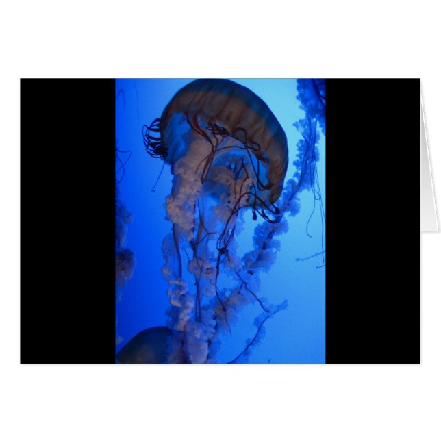 Quallen (Vorderseite (Horizontal))