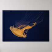 Quallen 2 poster (Vorne)