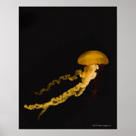 Quallen 2 poster