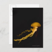 Quallen 2 postkarte (Vorne/Hinten)