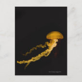 Quallen 2 postkarte (Vorderseite)