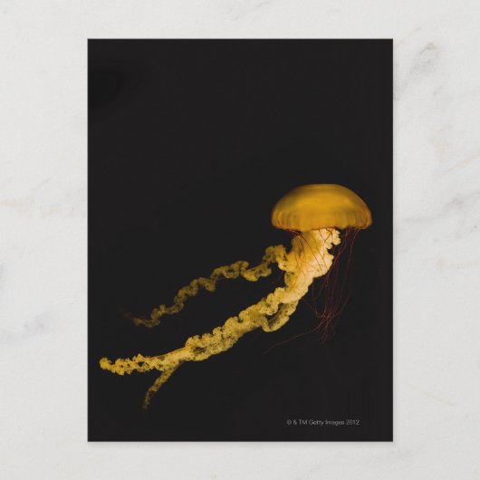 Quallen 2 postkarte (Vorderseite)