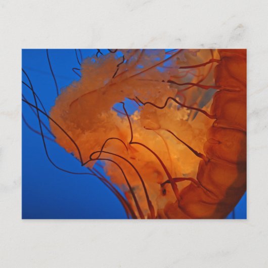 Quallen #3 postkarte (Vorderseite)