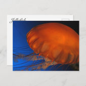 Quallen #3 postkarte (Vorne/Hinten)