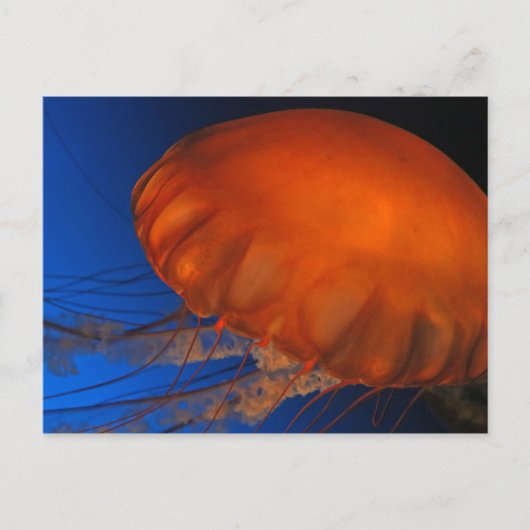 Quallen #3 postkarte (Vorderseite)