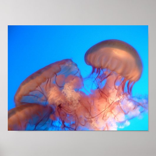 Quallen 4 poster (Vorne)