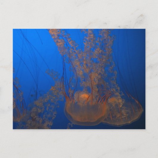 Quallen #4 postkarte (Vorderseite)