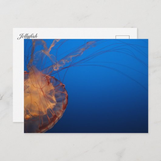 Quallen #5 postkarte (Vorne/Hinten)