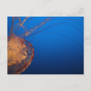 Quallen #5 postkarte