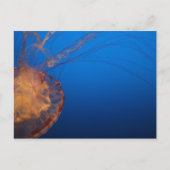 Quallen #5 postkarte (Vorderseite)