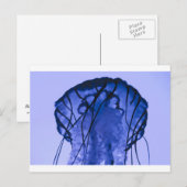 Quallen auf blau postkarte (Vorne/Hinten)