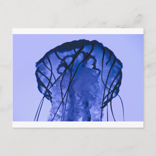 Quallen auf blau postkarte (Vorderseite)