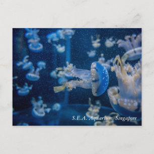 Quallen bei S.E.A. Aquarium Singapur Postkarte