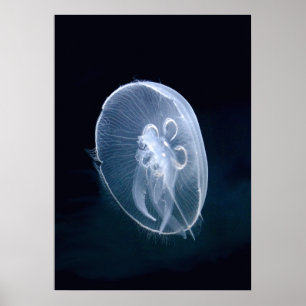 Quallen Bright Translucent Blue Portrait Poster