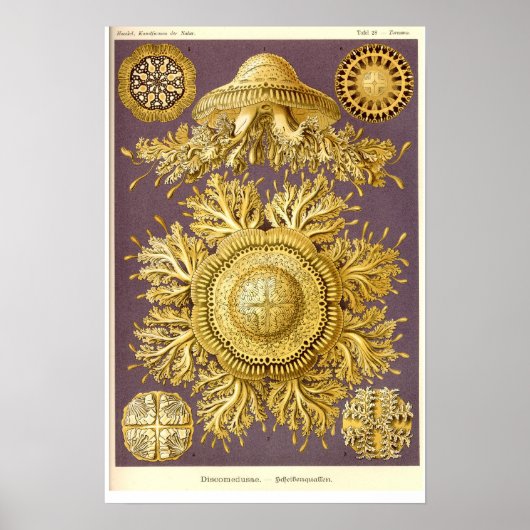 Quallen - Discomedusae - Ernst Haeckel Poster (Vorne)