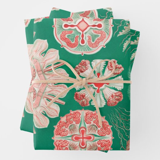 Quallen, Discomedusae von Ernst Haeckel Geschenkpapier Set (Beispiel)